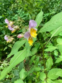 Impatiens bicolor thumbnail 3