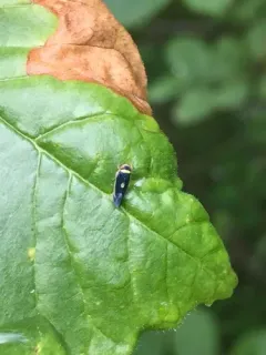 Mountain Leafhopper thumbnail 2