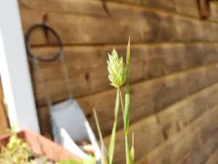 canary grass thumbnail 2