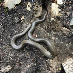 Northern Rubber Boa thumbnail 2