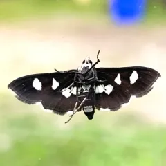 Grape Leafroller Moth thumbnail 2