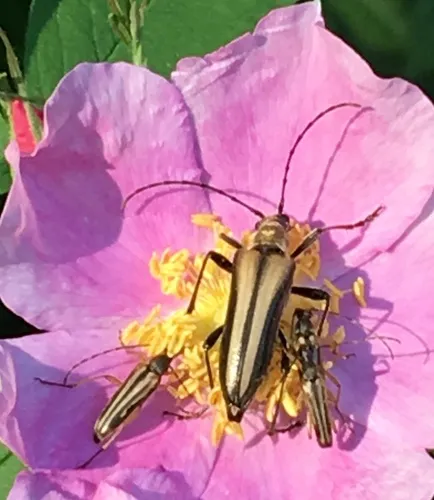 Stenocorus vittiger