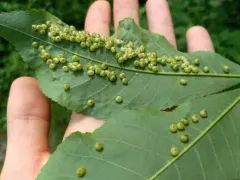 Hickory Sticky Globe Gall Midge thumbnail 4