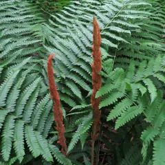cinnamon fern thumbnail 3