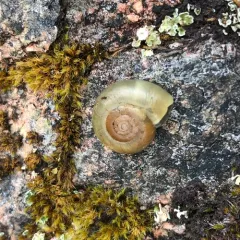 Robust Lancetooth Snail thumbnail 3