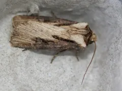 Spotted Dart thumbnail 2