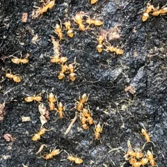 Hairless Rover Ant thumbnail 2