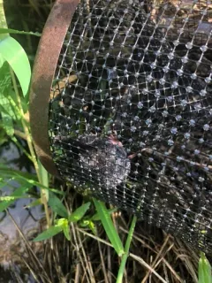 Northern Water Shrew thumbnail 3