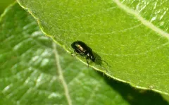 Altica prasina thumbnail 2