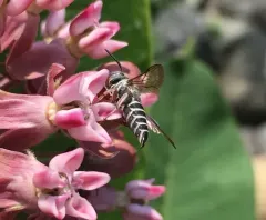 Eight-toothed Cuckoo Leaf-cutter Bee thumbnail 3