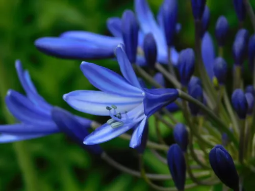 blue lily