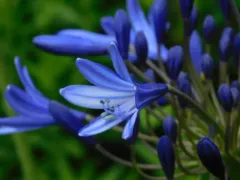 blue lily thumbnail 1