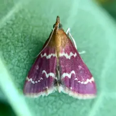 Raspberry Pyrausta Moth thumbnail 3