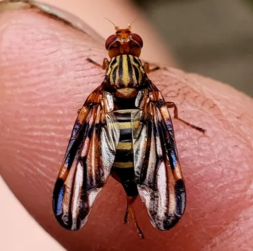 Idana marginata