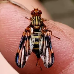 Idana marginata thumbnail 1