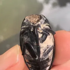 Giant Water Scavenger Beetle thumbnail 4