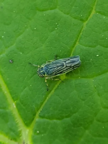 Sonronius maculipes