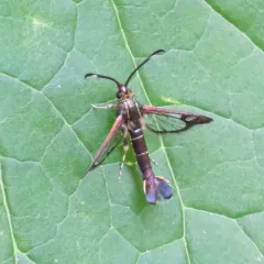 Ithaca Clearwing Moth thumbnail 3