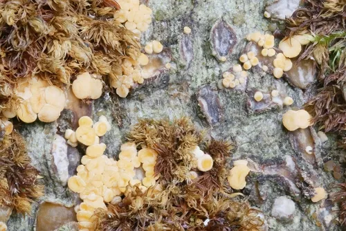 Pezicula carpinea