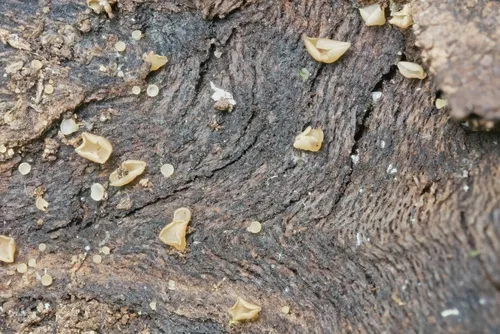 Hyalorbilia lunata