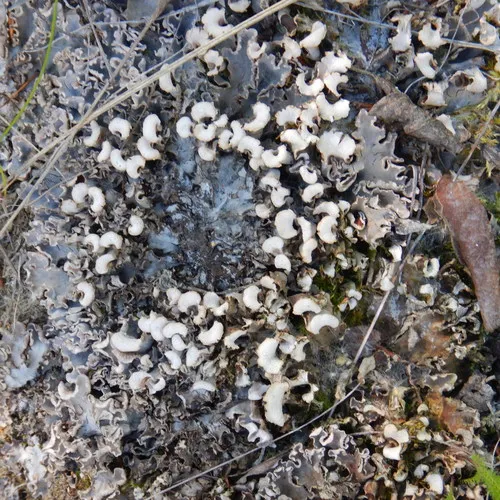dog pelt lichen