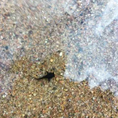 Brown Bullhead thumbnail 2
