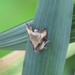 Bunchberry Leaffolder Moth thumbnail 3