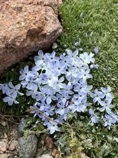 dwarf phlox thumbnail 4