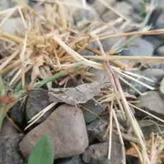 Groove-headed grasshopper thumbnail 2