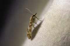 Eudonia leucophthalma thumbnail 2