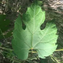 riverbank grape thumbnail 4