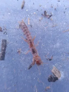 Haploembia solieri thumbnail 2
