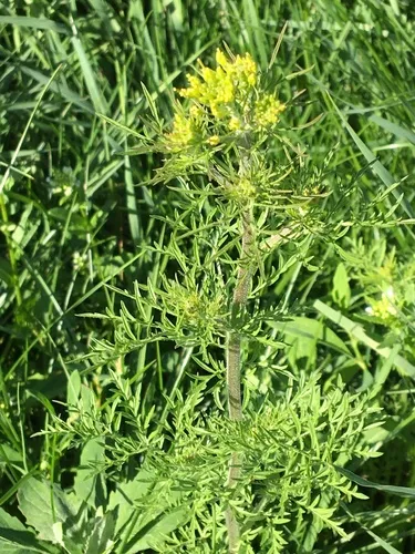 Richardson's Tansymustard
