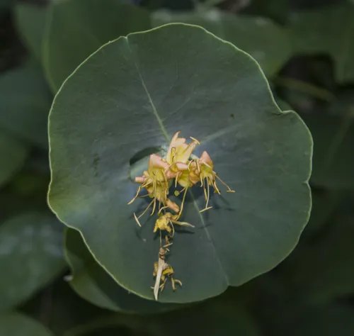 Grape Honeysuckle