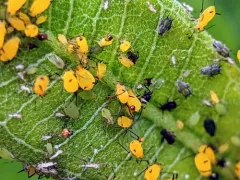 Melon Aphid thumbnail 2