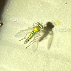 Condylostylus flavipes thumbnail 2