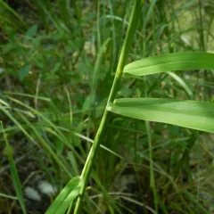 Bread Wheat thumbnail 2