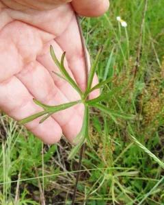 Nuttall's larkspur thumbnail 4