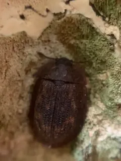 Pippingsköld's Bark-gnawing Beetle thumbnail 1