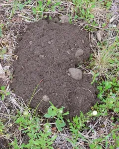 Western Pocket Gopher thumbnail 3