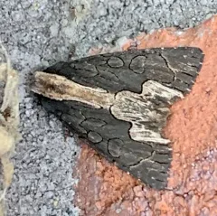 American Bird's-wing thumbnail 2