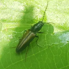 Oestodes tenuicollis thumbnail 2