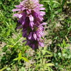 lemon beebalm thumbnail 4