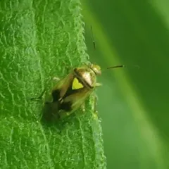 Carrot Plant Bug thumbnail 2