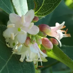 Western Snowberry thumbnail 4