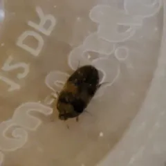 Banded Black Carpet Beetle thumbnail 4