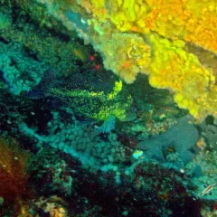 China Rockfish thumbnail 2