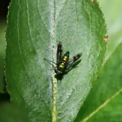 Condylostylus patibulatus thumbnail 2