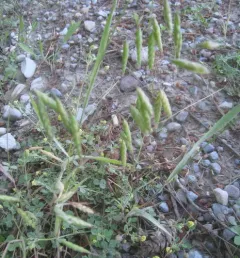 corn brome thumbnail 1