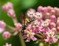 Cerceris clypeata thumbnail 1